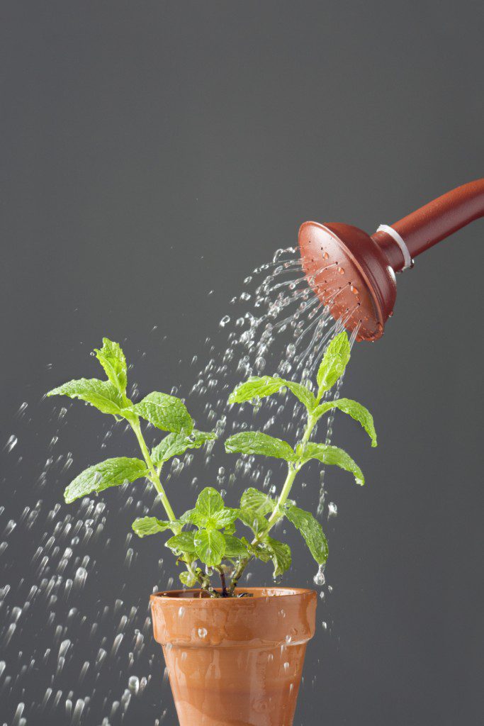 Plant watering 