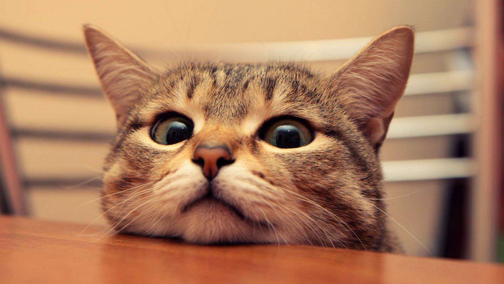 Animals___Cats_curious_Cat_043848_